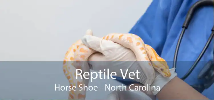 Reptile Vet Horse Shoe - North Carolina
