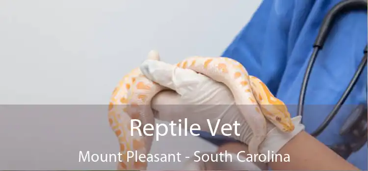 Reptile Vet Mount Pleasant - South Carolina