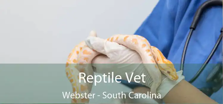 Reptile Vet Webster - South Carolina