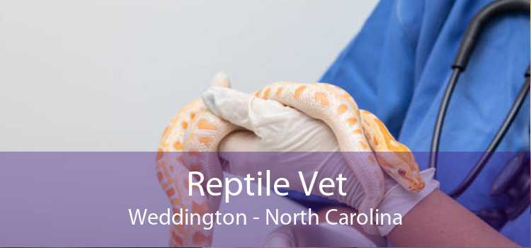Reptile Vet Weddington - North Carolina