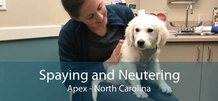 Spaying and Neutering Apex - North Carolina