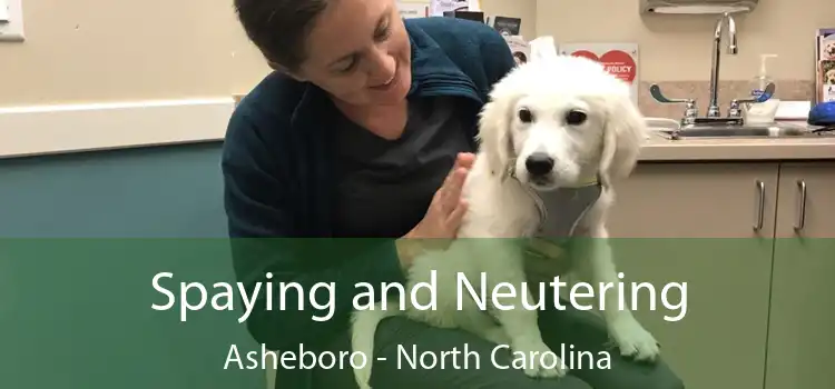 Spaying and Neutering Asheboro - North Carolina
