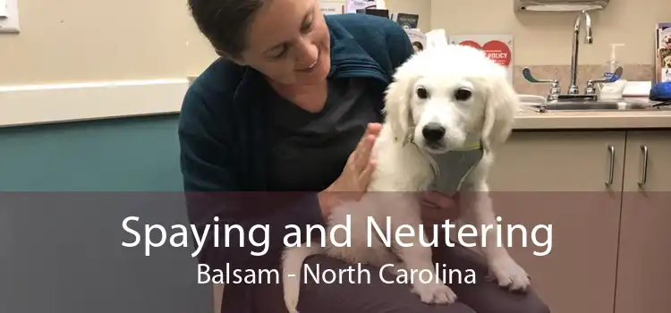 Spaying and Neutering Balsam - North Carolina