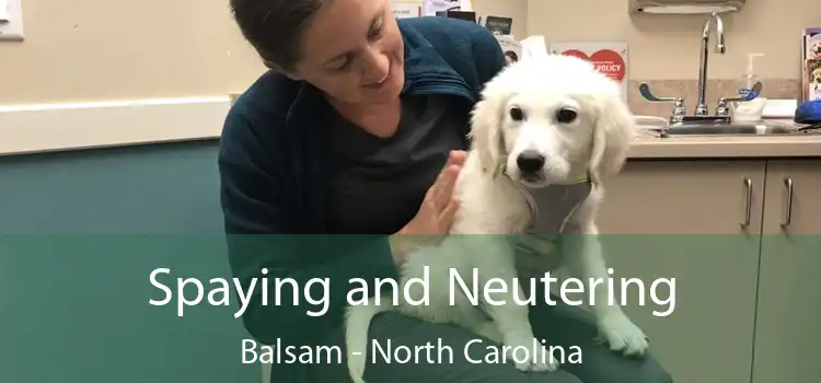 Spaying and Neutering Balsam - North Carolina