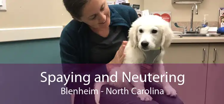 Spaying and Neutering Blenheim - North Carolina