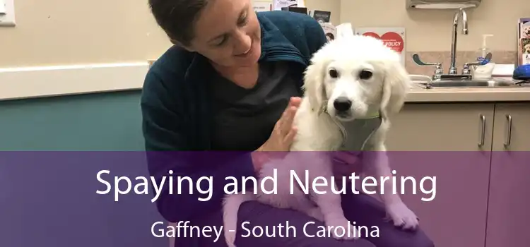 Spaying and Neutering Gaffney - South Carolina