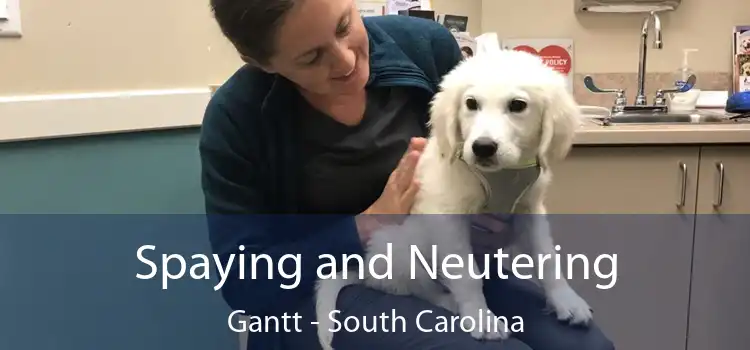 Spaying and Neutering Gantt - South Carolina