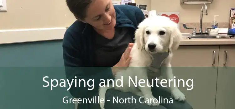 Spaying and Neutering Greenville - North Carolina