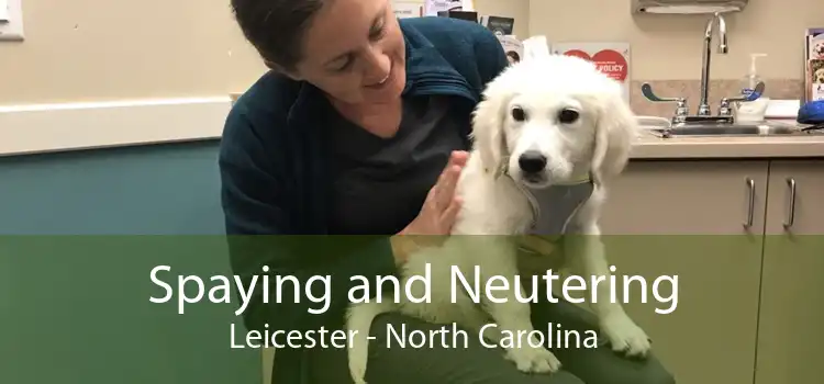 Spaying and Neutering Leicester - North Carolina