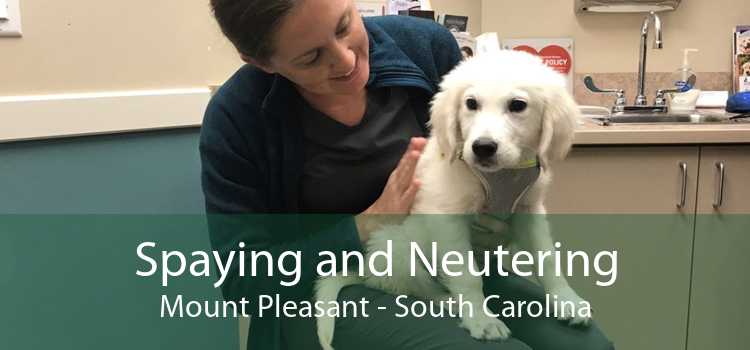 Spaying and Neutering Mount Pleasant - South Carolina