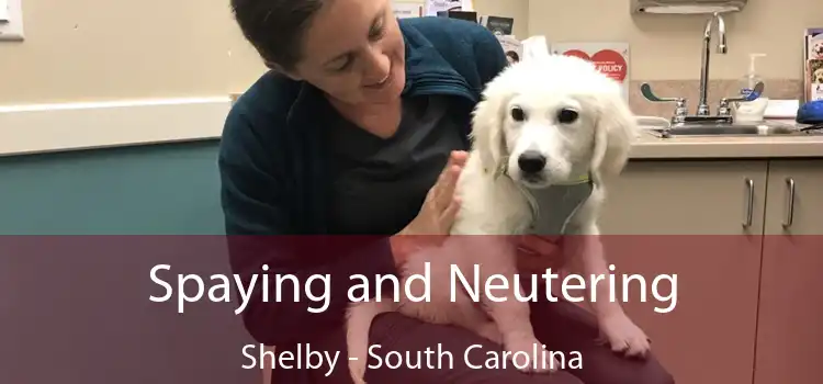 Spaying and Neutering Shelby - South Carolina
