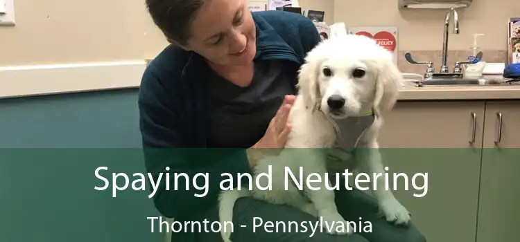 Spaying and Neutering Thornton - Pennsylvania