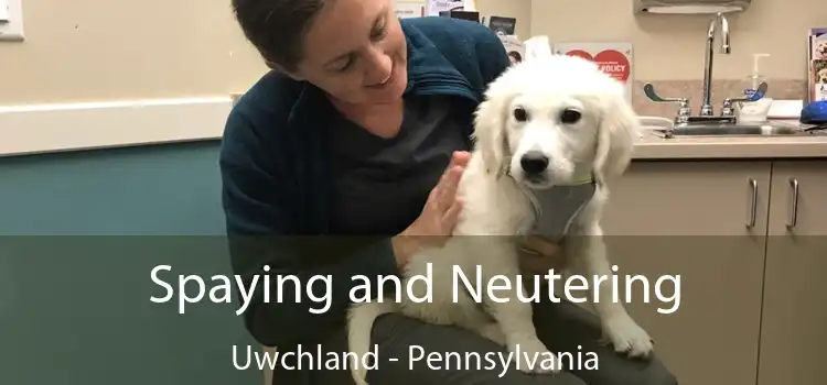 Spaying and Neutering Uwchland - Pennsylvania