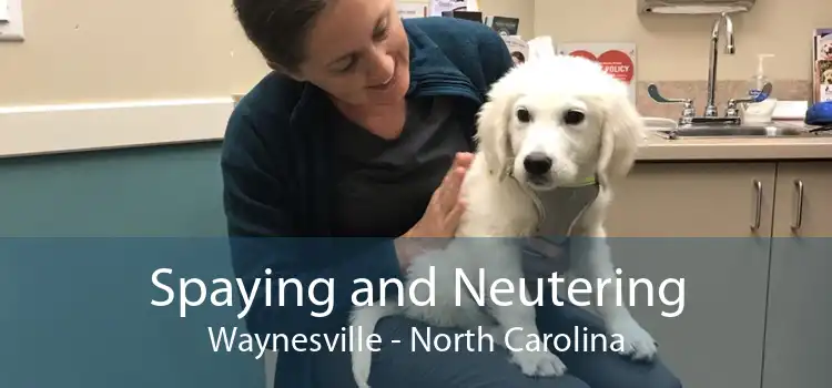 Spaying and Neutering Waynesville - North Carolina