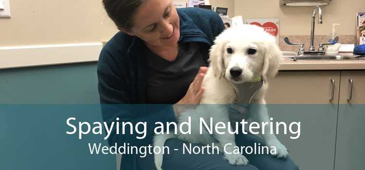 Spaying and Neutering Weddington - North Carolina