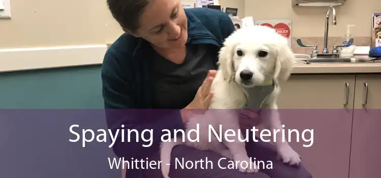 Spaying and Neutering Whittier - North Carolina