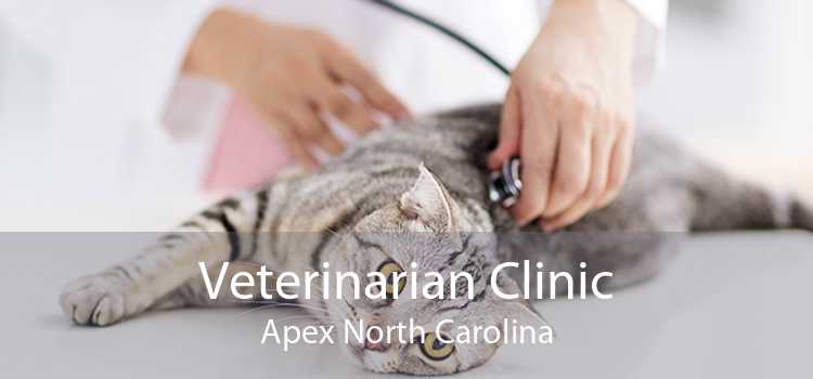 Veterinarian Clinic Apex North Carolina