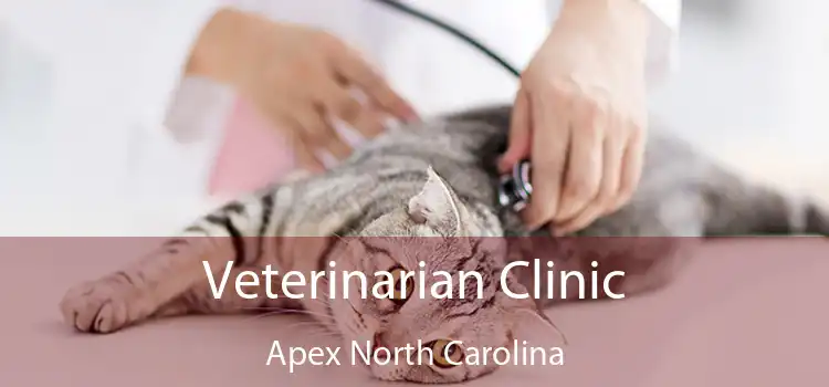 Veterinarian Clinic Apex North Carolina