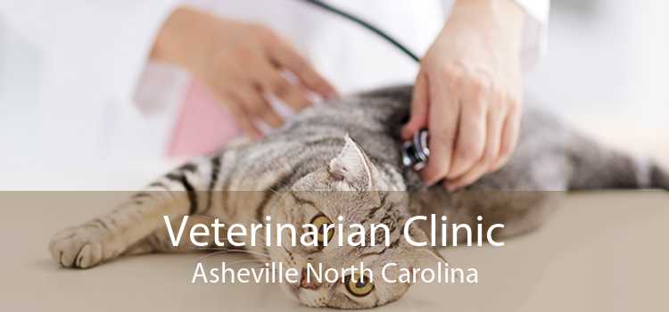 Veterinarian Clinic Asheville North Carolina