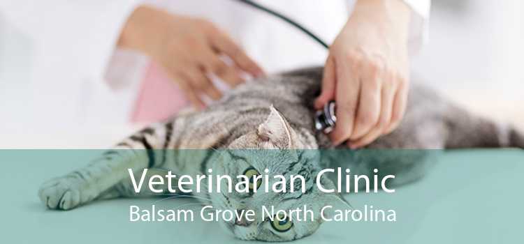 Veterinarian Clinic Balsam Grove North Carolina