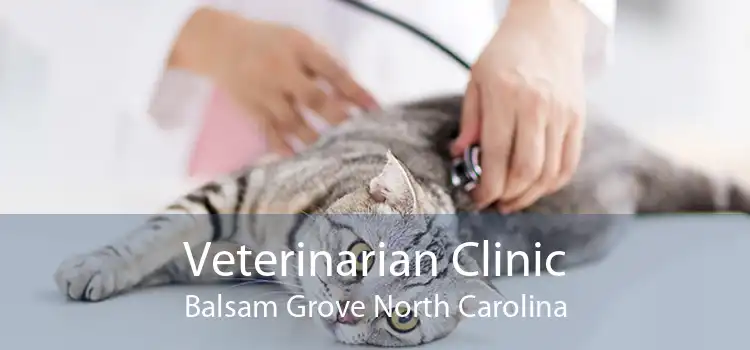 Veterinarian Clinic Balsam Grove North Carolina