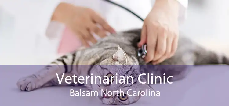 Veterinarian Clinic Balsam North Carolina