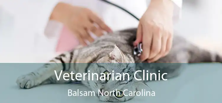 Veterinarian Clinic Balsam North Carolina