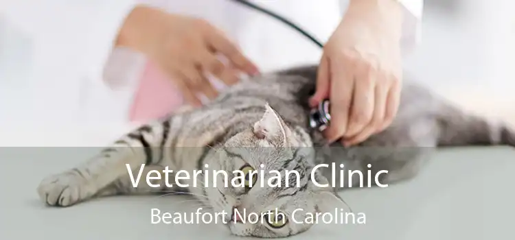 Veterinarian Clinic Beaufort North Carolina