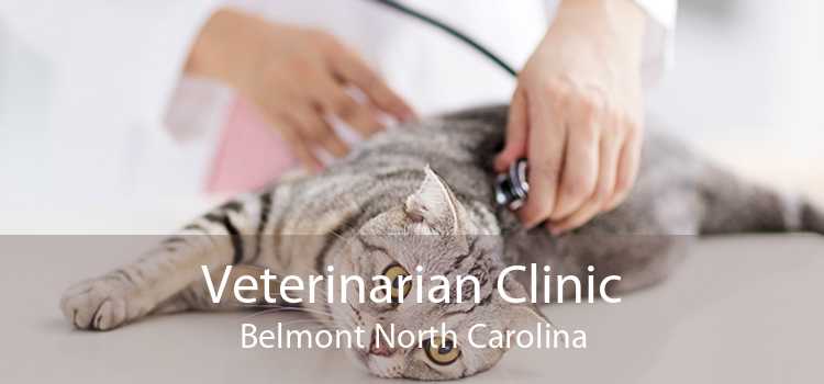 Veterinarian Clinic Belmont North Carolina