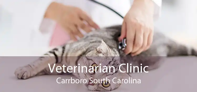 Veterinarian Clinic Carrboro South Carolina