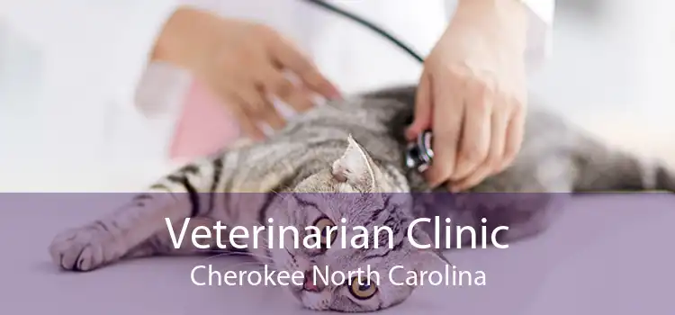 Veterinarian Clinic Cherokee North Carolina