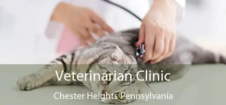 Veterinarian Clinic Chester Heights Pennsylvania