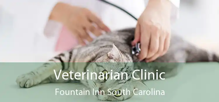 Veterinarian Clinic Fountain Inn South Carolina