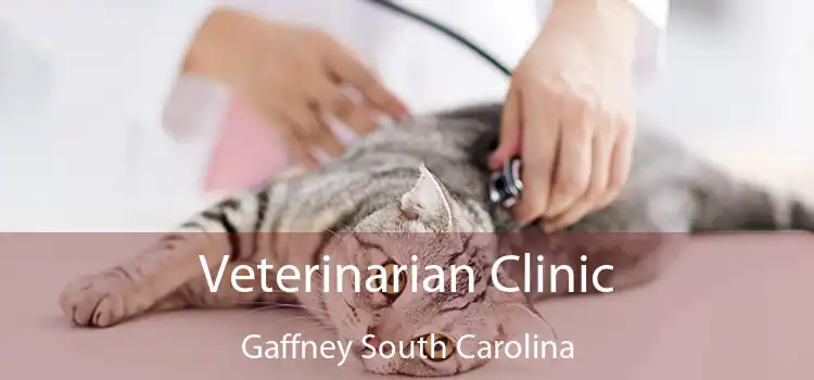 Veterinarian Clinic Gaffney South Carolina