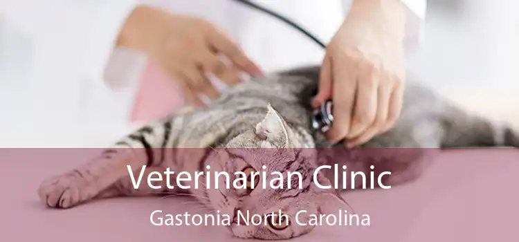 Veterinarian Clinic Gastonia North Carolina