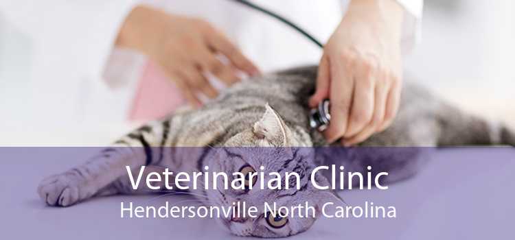 Veterinarian Clinic Hendersonville North Carolina