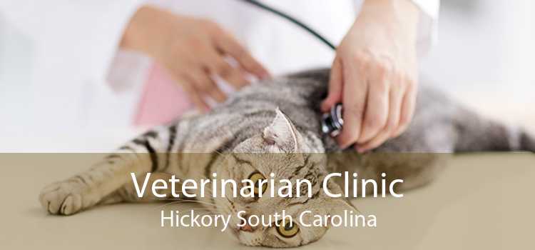 Veterinarian Clinic Hickory South Carolina