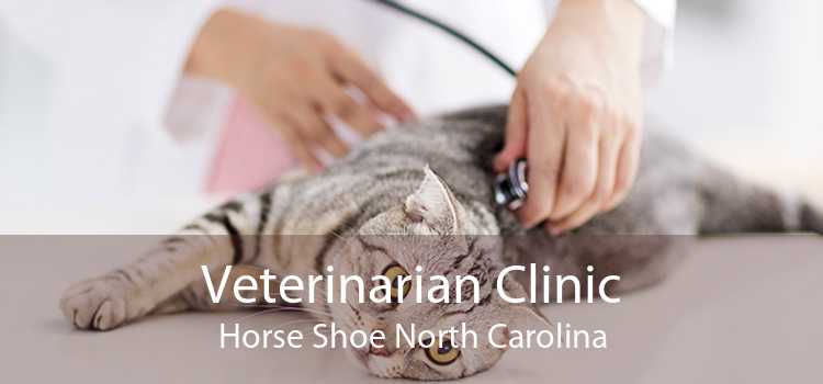 Veterinarian Clinic Horse Shoe North Carolina