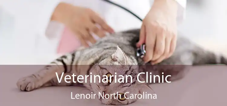 Veterinarian Clinic Lenoir North Carolina
