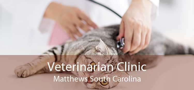 Veterinarian Clinic Matthews South Carolina