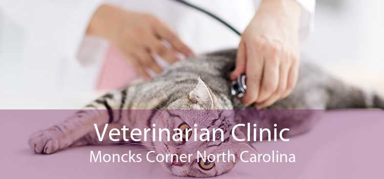 Veterinarian Clinic Moncks Corner North Carolina