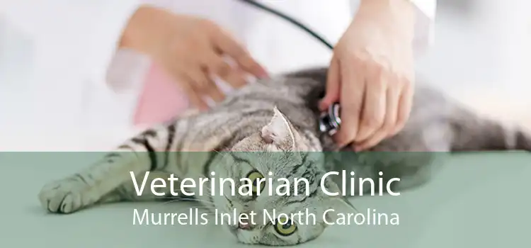 Veterinarian Clinic Murrells Inlet North Carolina