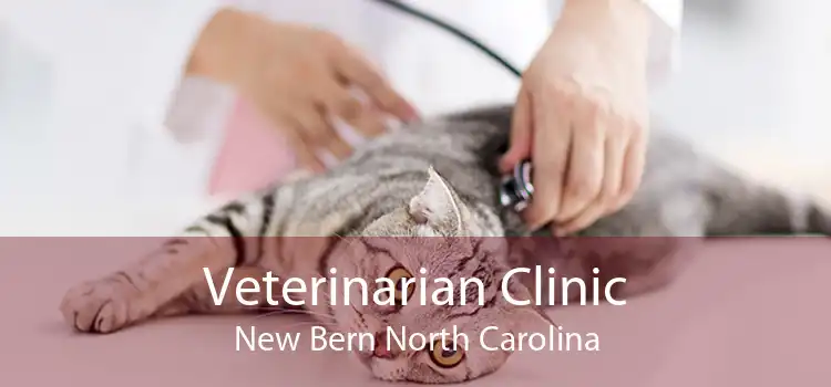 Veterinarian Clinic New Bern North Carolina