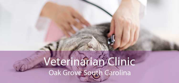 Veterinarian Clinic Oak Grove South Carolina