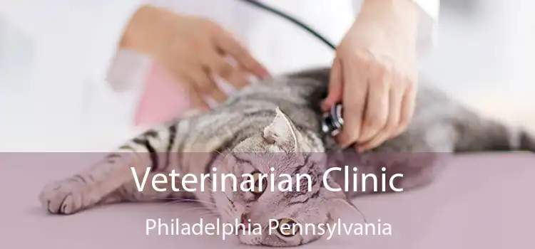 Veterinarian Clinic Philadelphia Pennsylvania