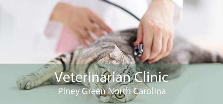 Veterinarian Clinic Piney Green North Carolina