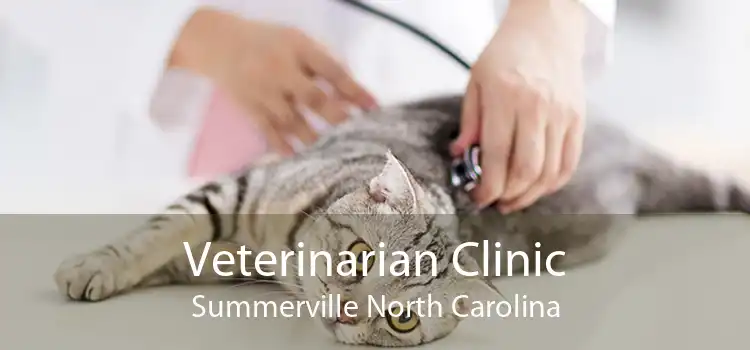 Veterinarian Clinic Summerville North Carolina