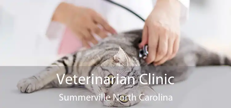 Veterinarian Clinic Summerville North Carolina
