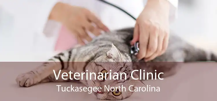 Veterinarian Clinic Tuckasegee North Carolina