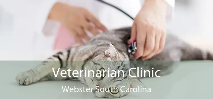 Veterinarian Clinic Webster South Carolina
